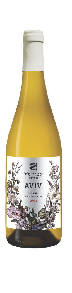 AVIV לבן